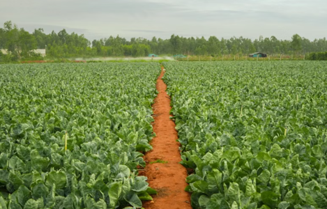 Food Crop Farming